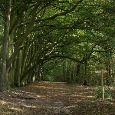 Photograph of part of Ken Hill walking route where trees curve over a dappled pathway
