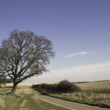 Photograph of a tree and field in Ringstead, part of the Ringstead walking route