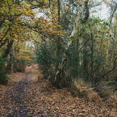 Photo of part of The Woottons circular walking route showing a tree-lined pathway