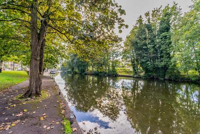 Trees next to river