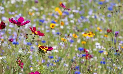 Flowers in a garden