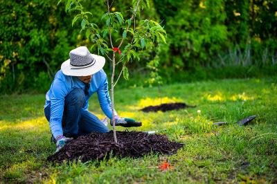 Person planting a tree
