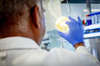 Scientist holding petri dish to a light