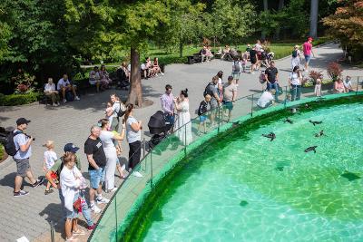 A crowd at a zoo watching the penguins