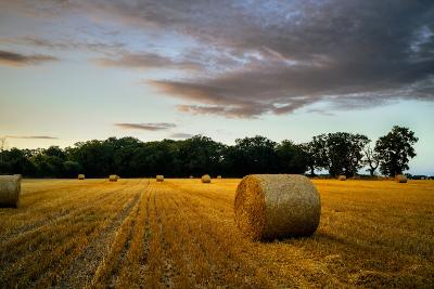 Field with hay bales