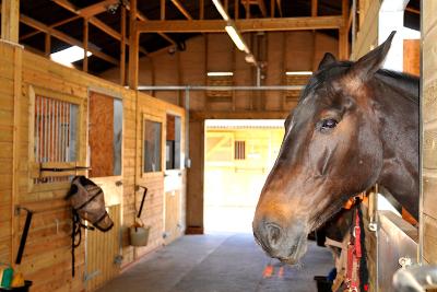 Horse in stables